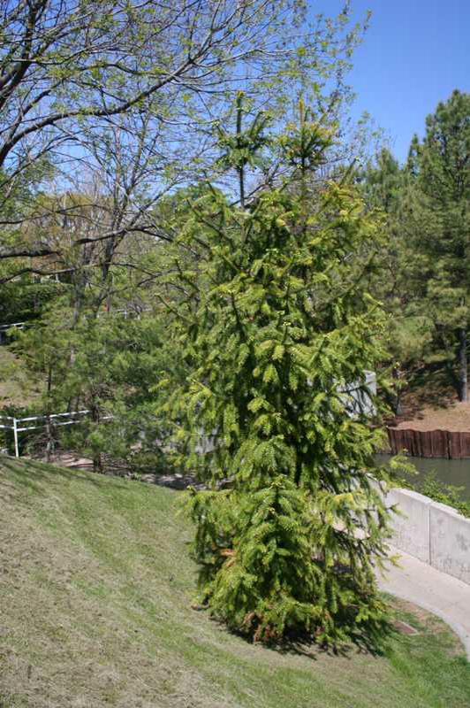 Chinese Fir (Cunninghamia lanceolata)